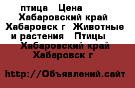 птица › Цена ­ 500 - Хабаровский край, Хабаровск г. Животные и растения » Птицы   . Хабаровский край,Хабаровск г.